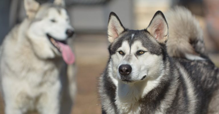 Why Do Dogs Whine: Understanding Their Communication and Needs