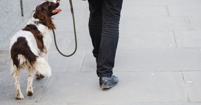 Why Do Dogs Wag Their Tails: Unveiling the Secrets Behind Canine Communication