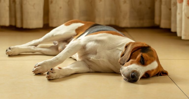Why Is My Dog Breathing Fast While Sleeping: Understanding the Causes and When to Worry