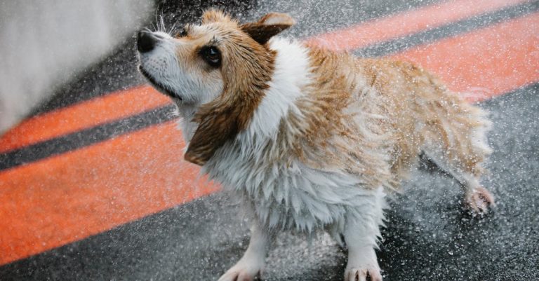 Why Does My Dog Shake: Understanding Reasons and Solutions