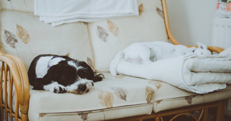 Why Do Dogs Twitch in Their Sleep? Understanding Normal vs. Excessive Twitching